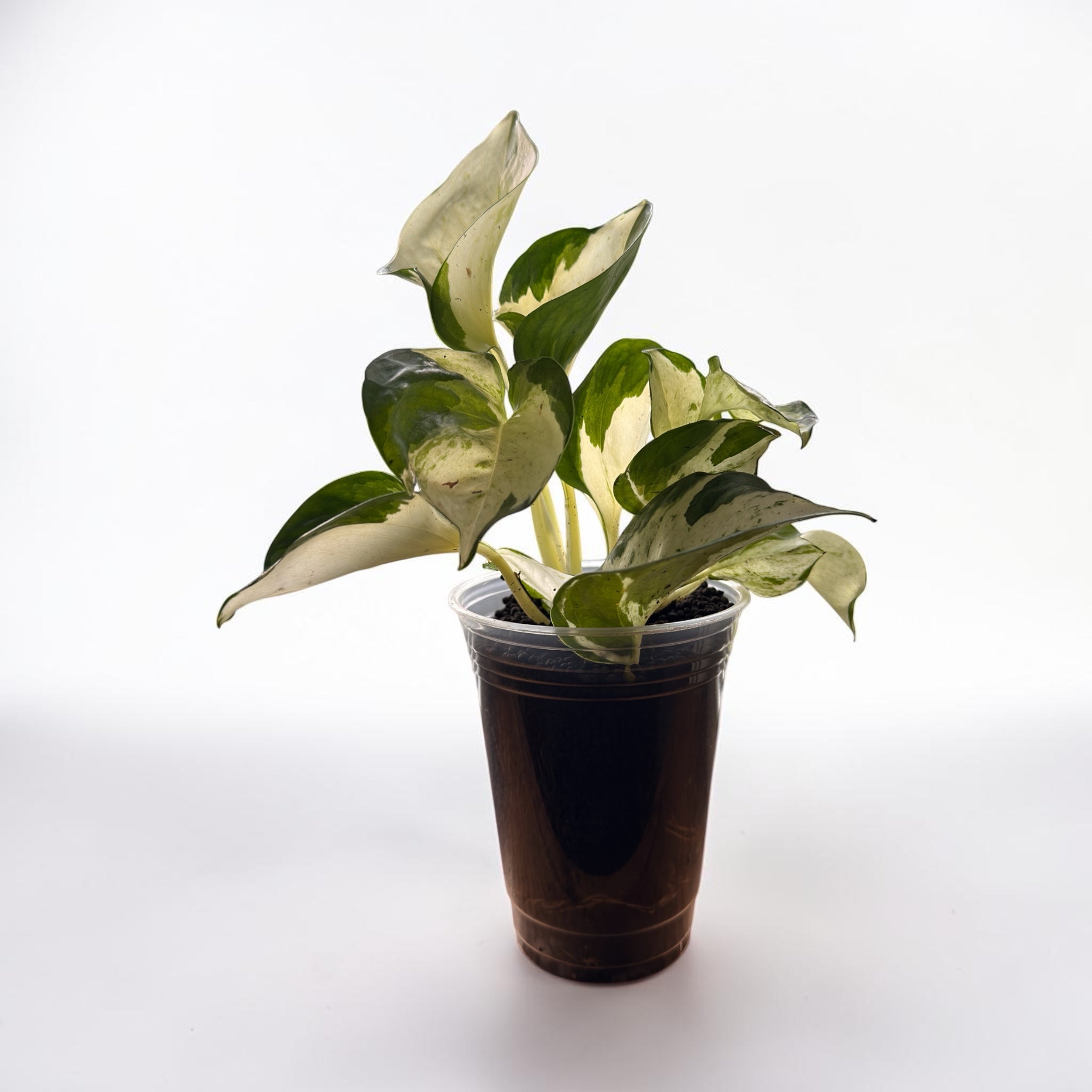 Manjula Pothos