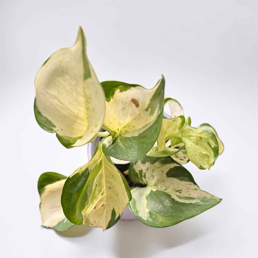 Manjula Pothos