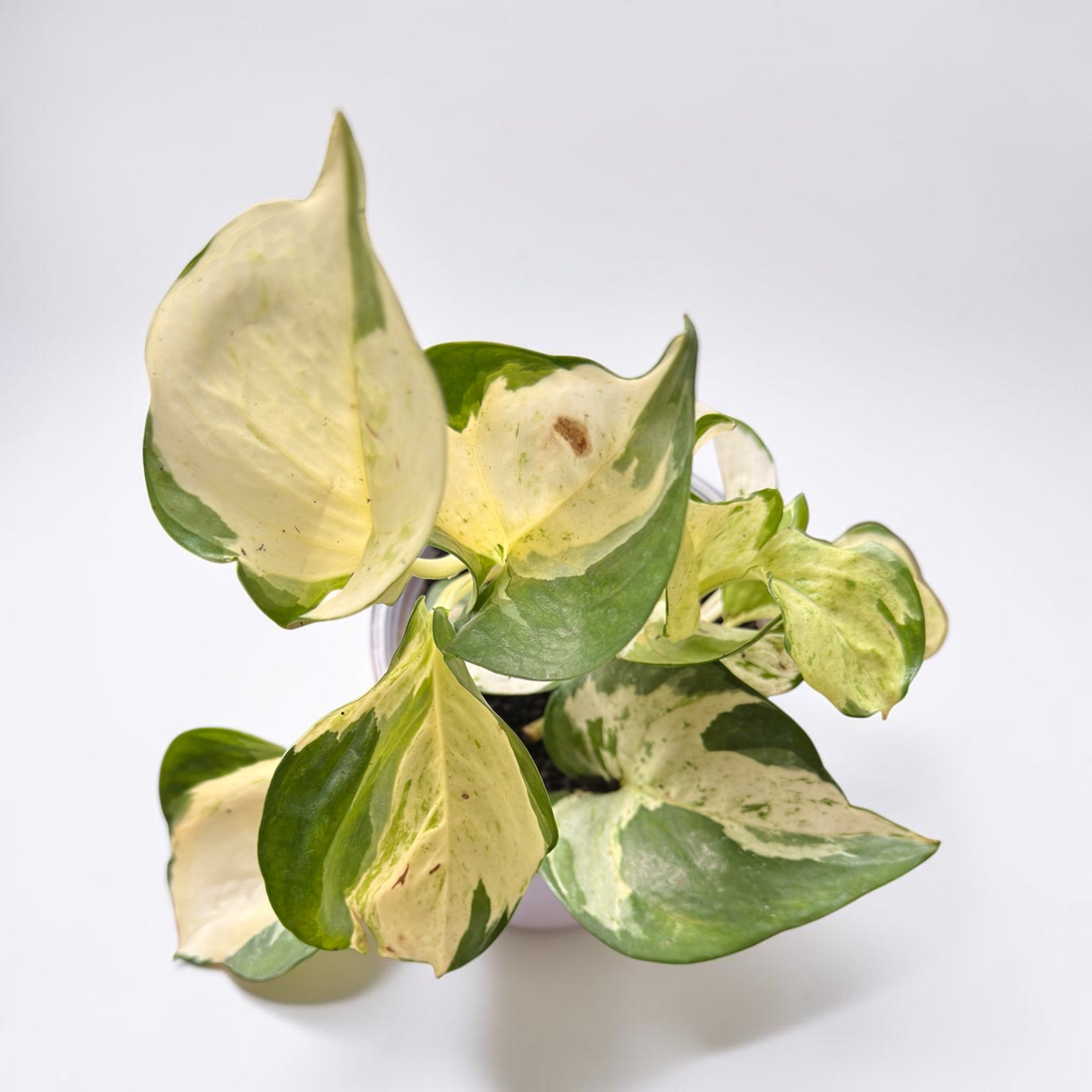 Manjula Pothos