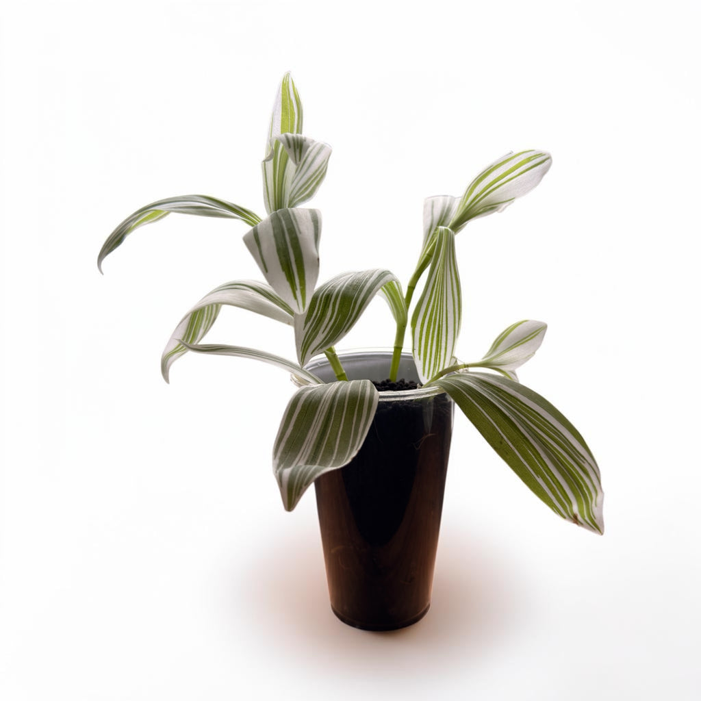 Tradescantia 'Albovittata'