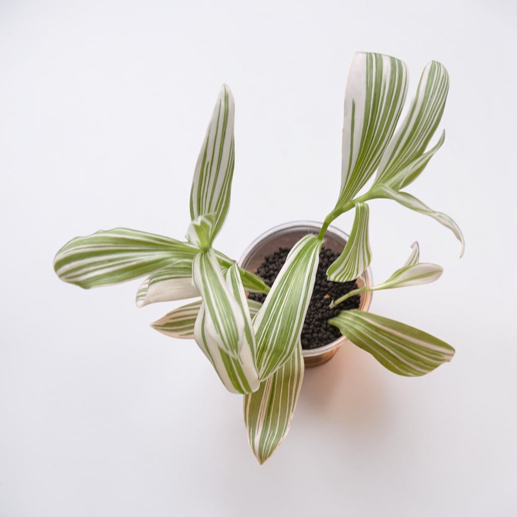 Tradescantia 'Albovittata'