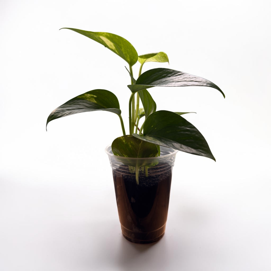 Golden Pothos