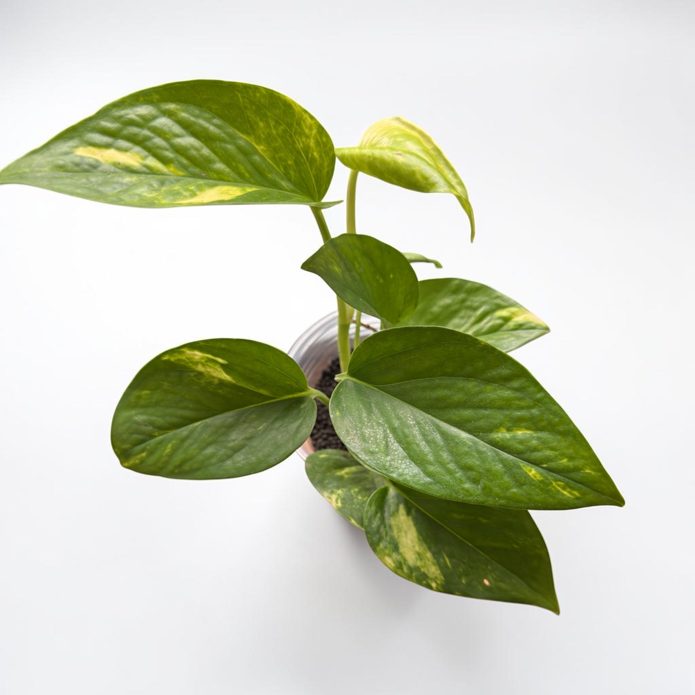 Golden Pothos