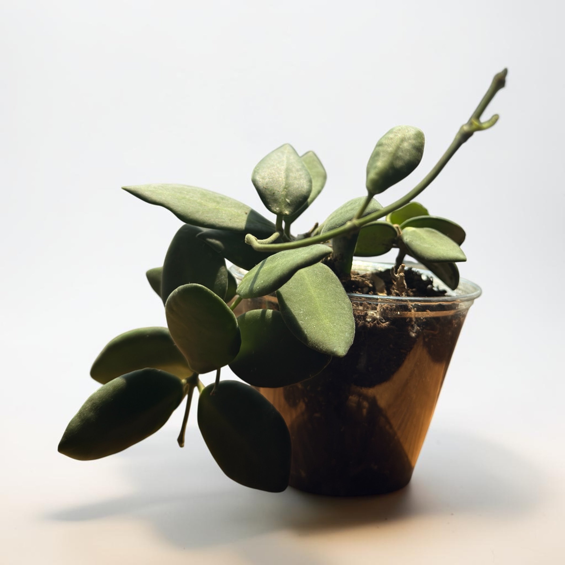 Hoya Bilobata