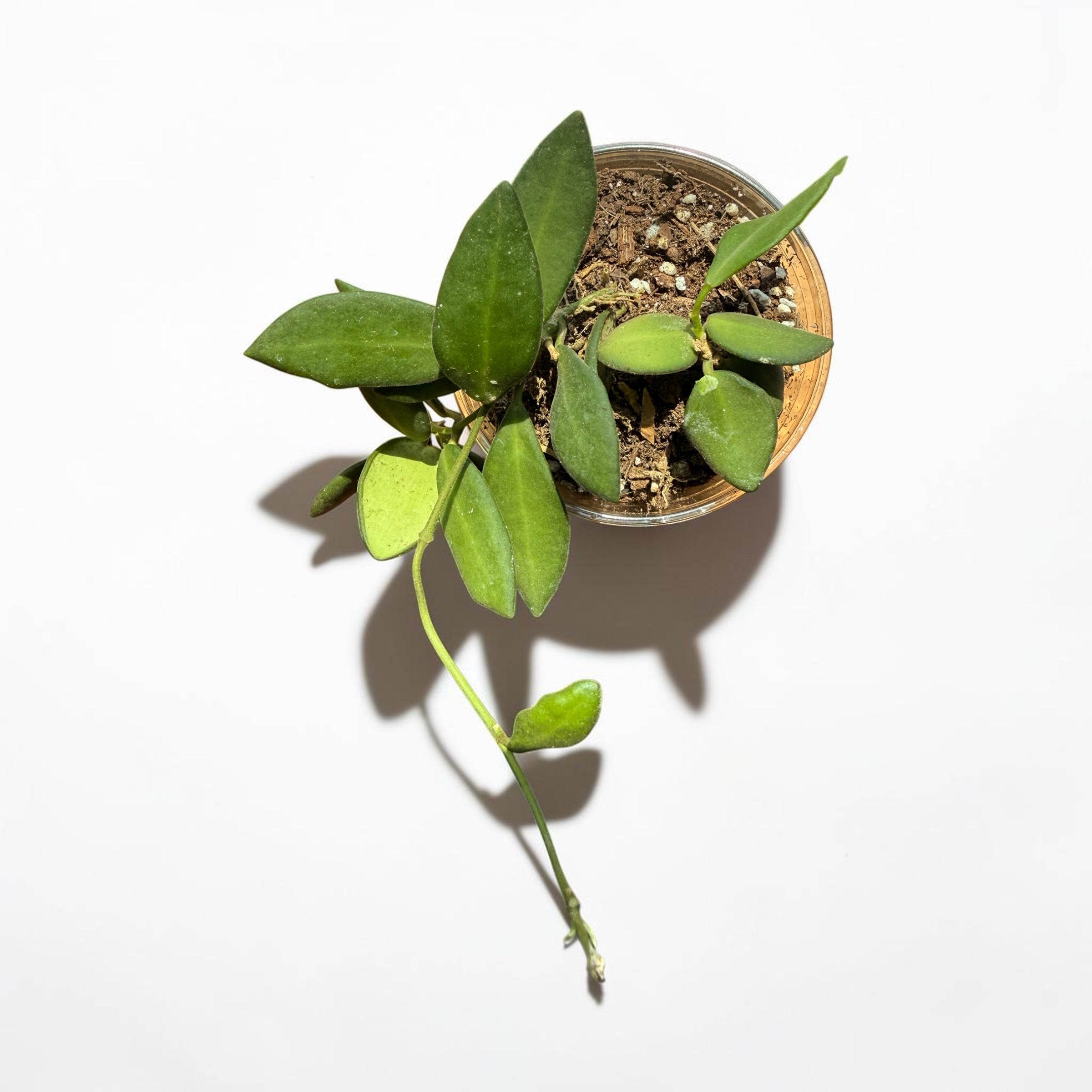 Hoya Bilobata