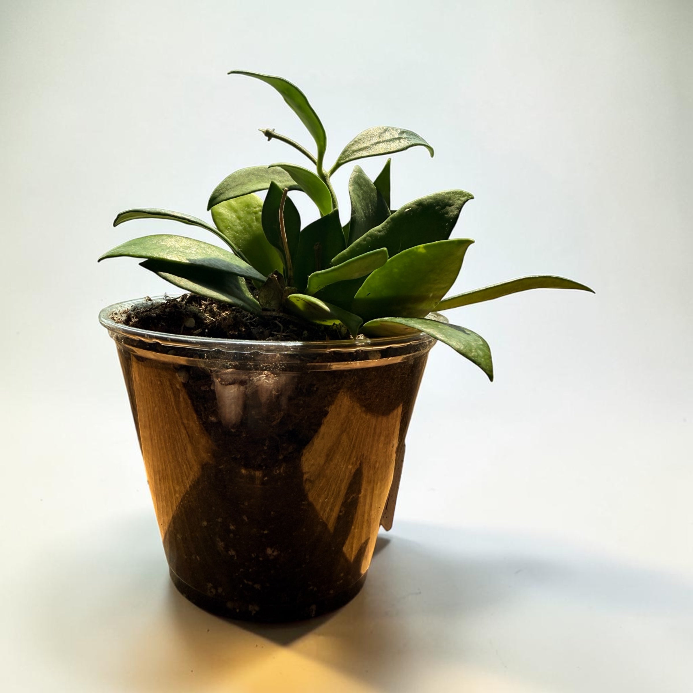 Hoya 'Noora'