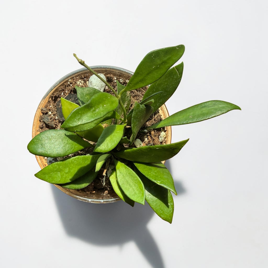 Hoya 'Noora'