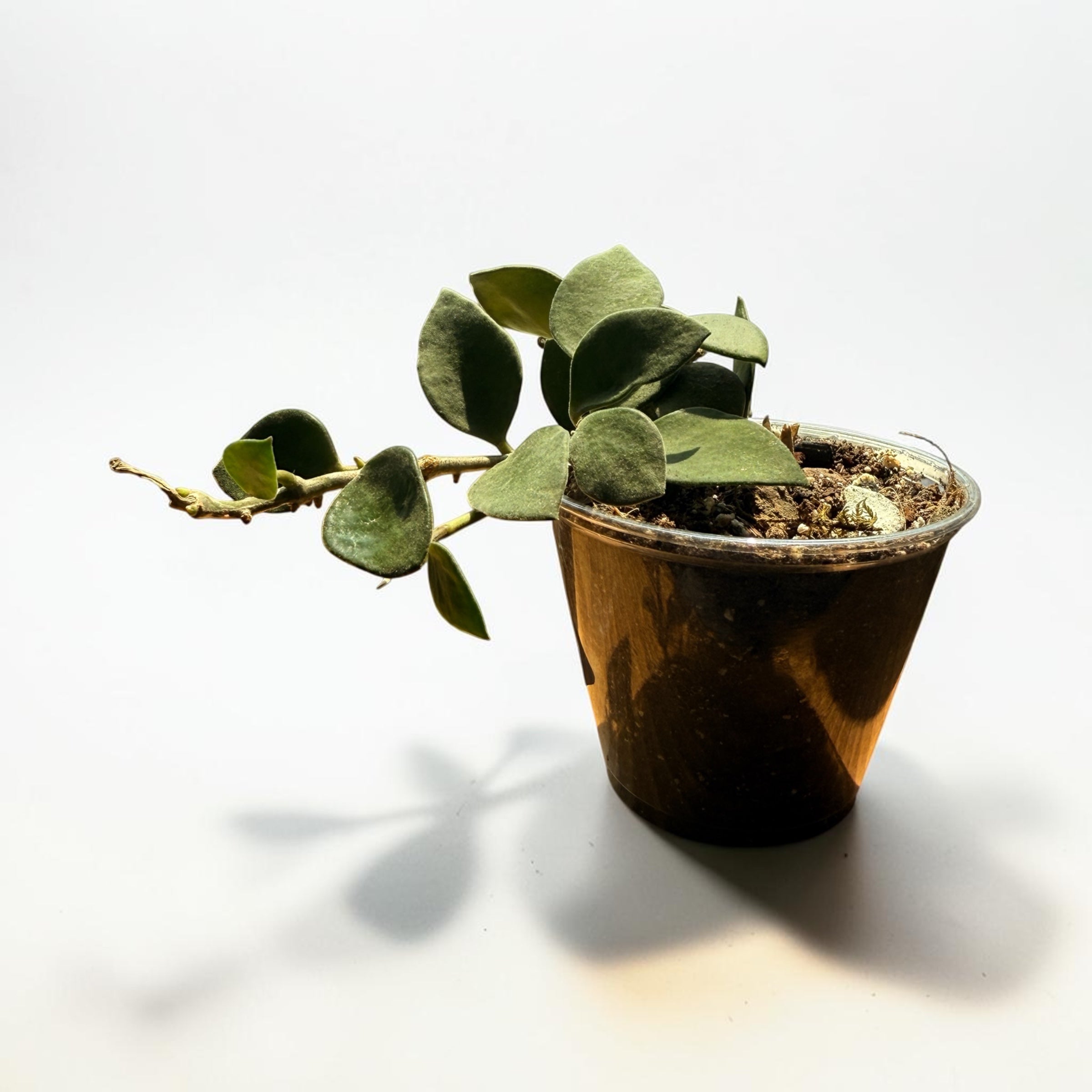 Hoya Nummularioides