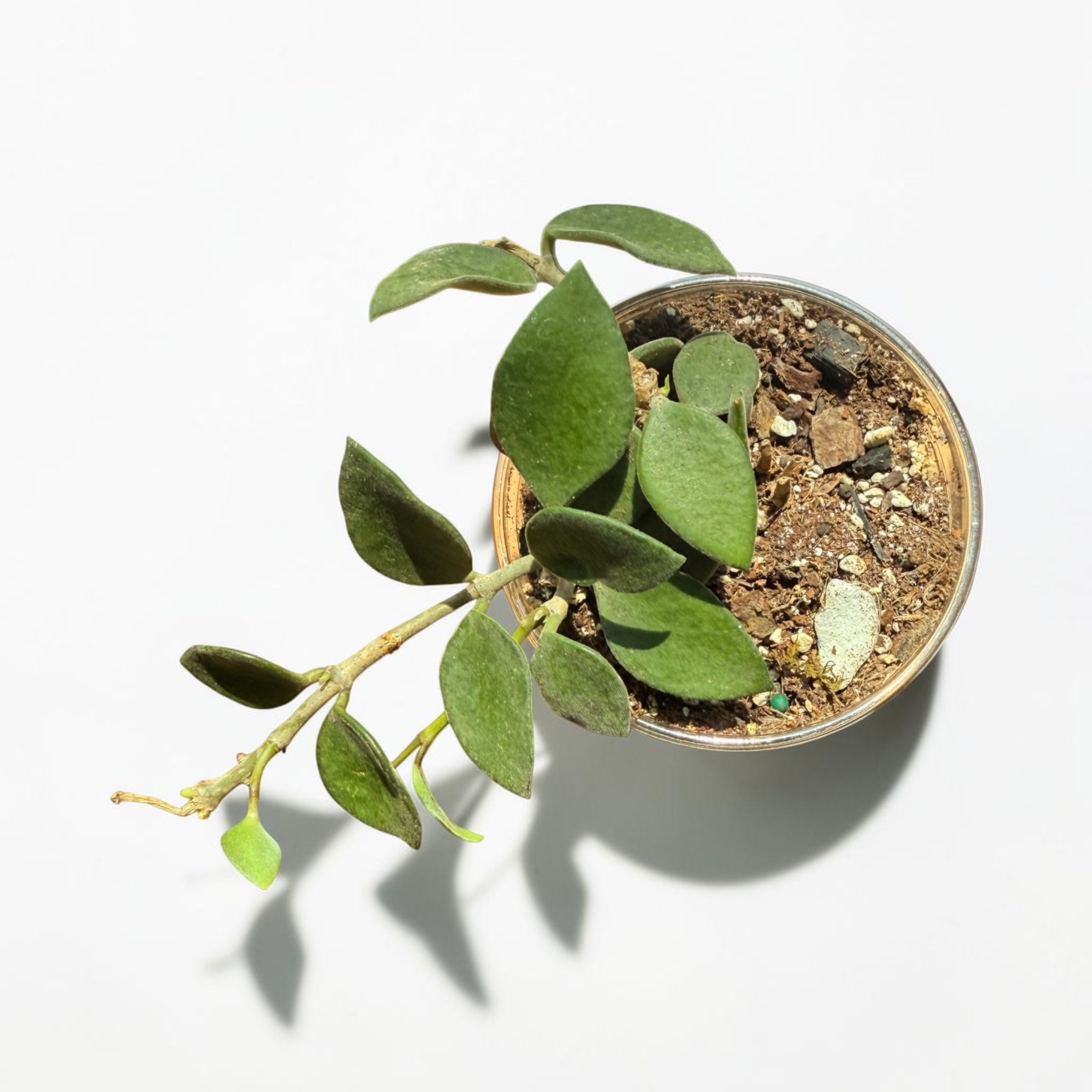 Hoya Nummularioides