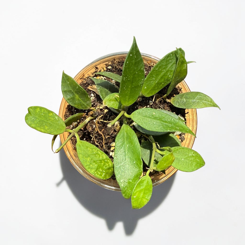 Hoya 'Rebecca'