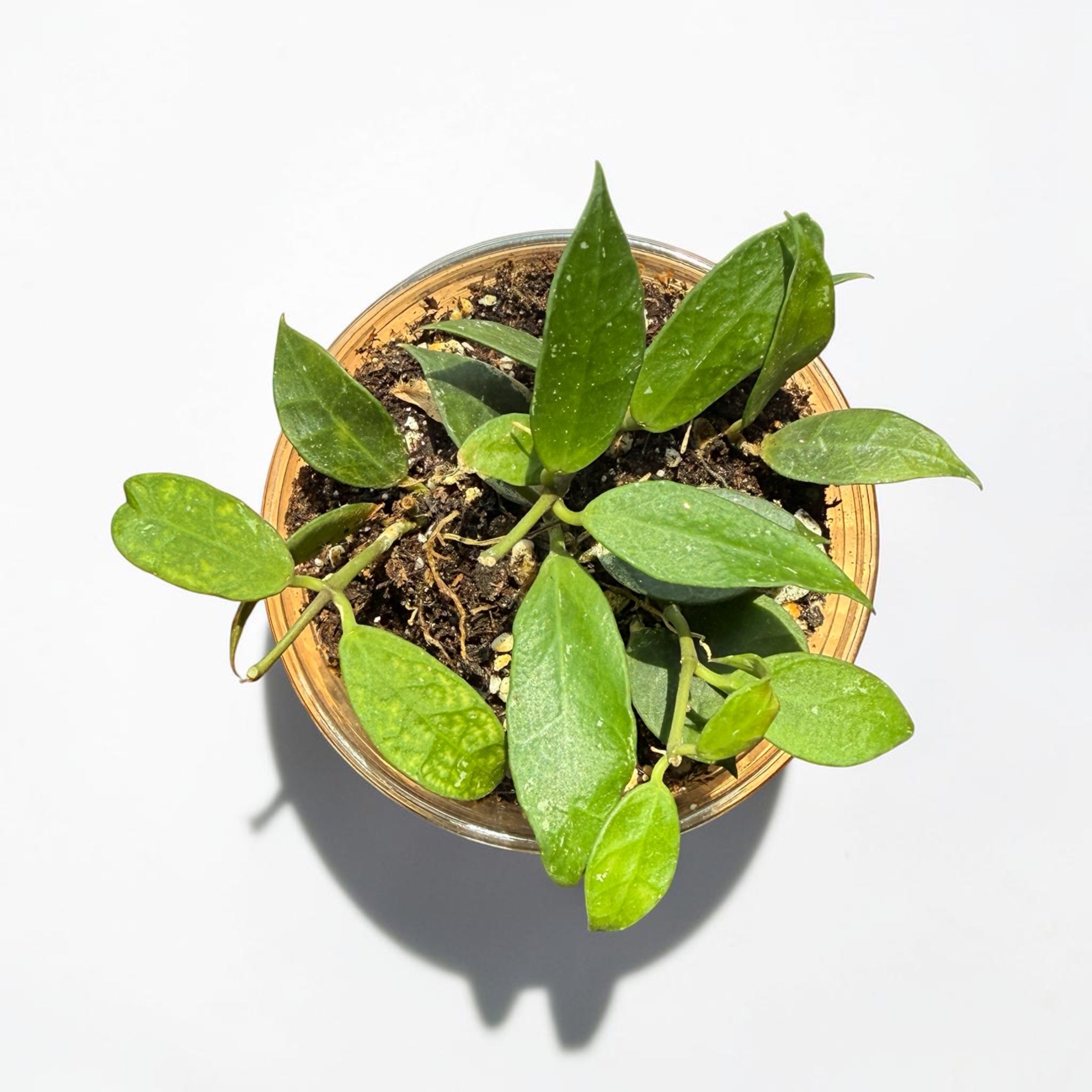 Hoya 'Rebecca'