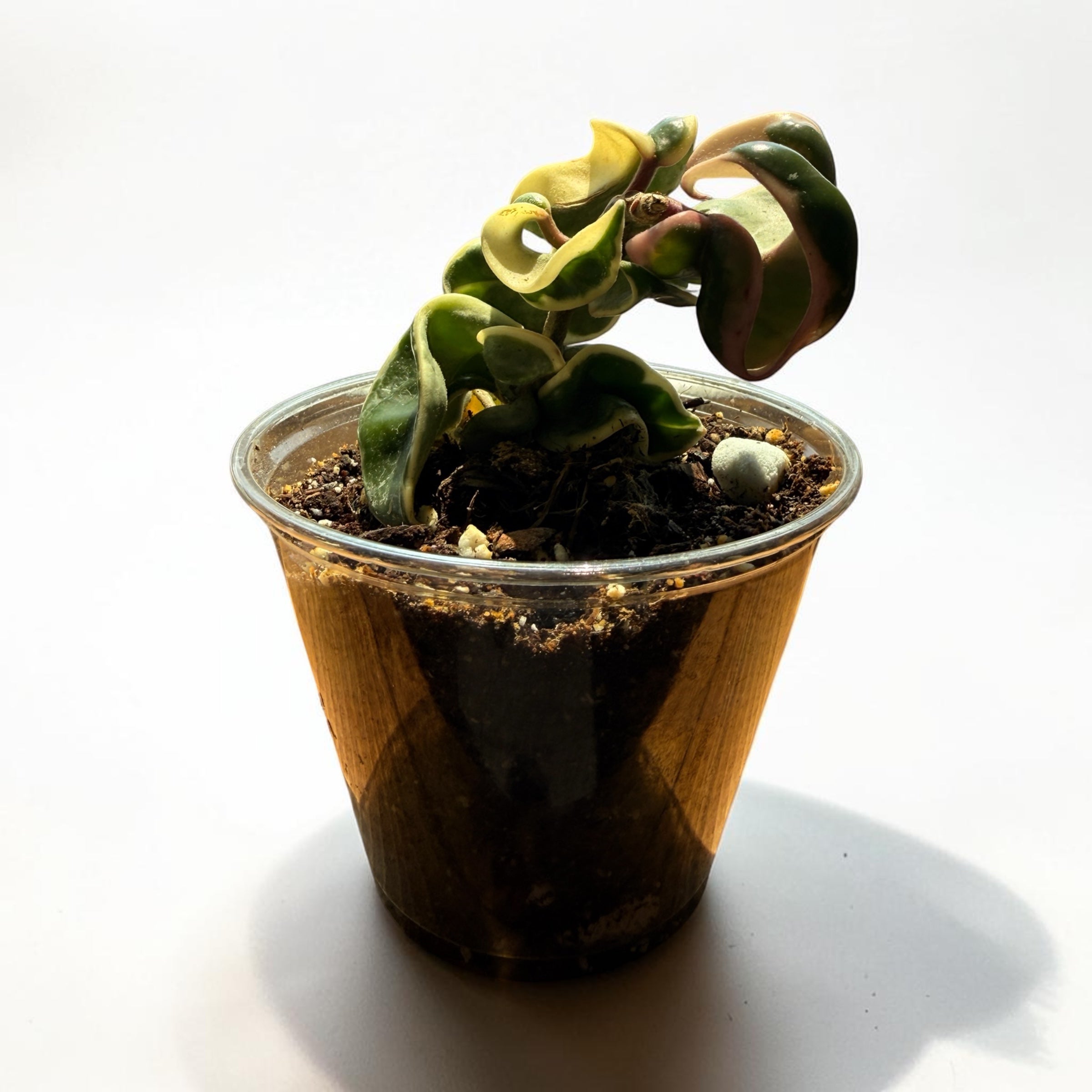 Hoya 'Compacta' Variegata (Hindu Rope)