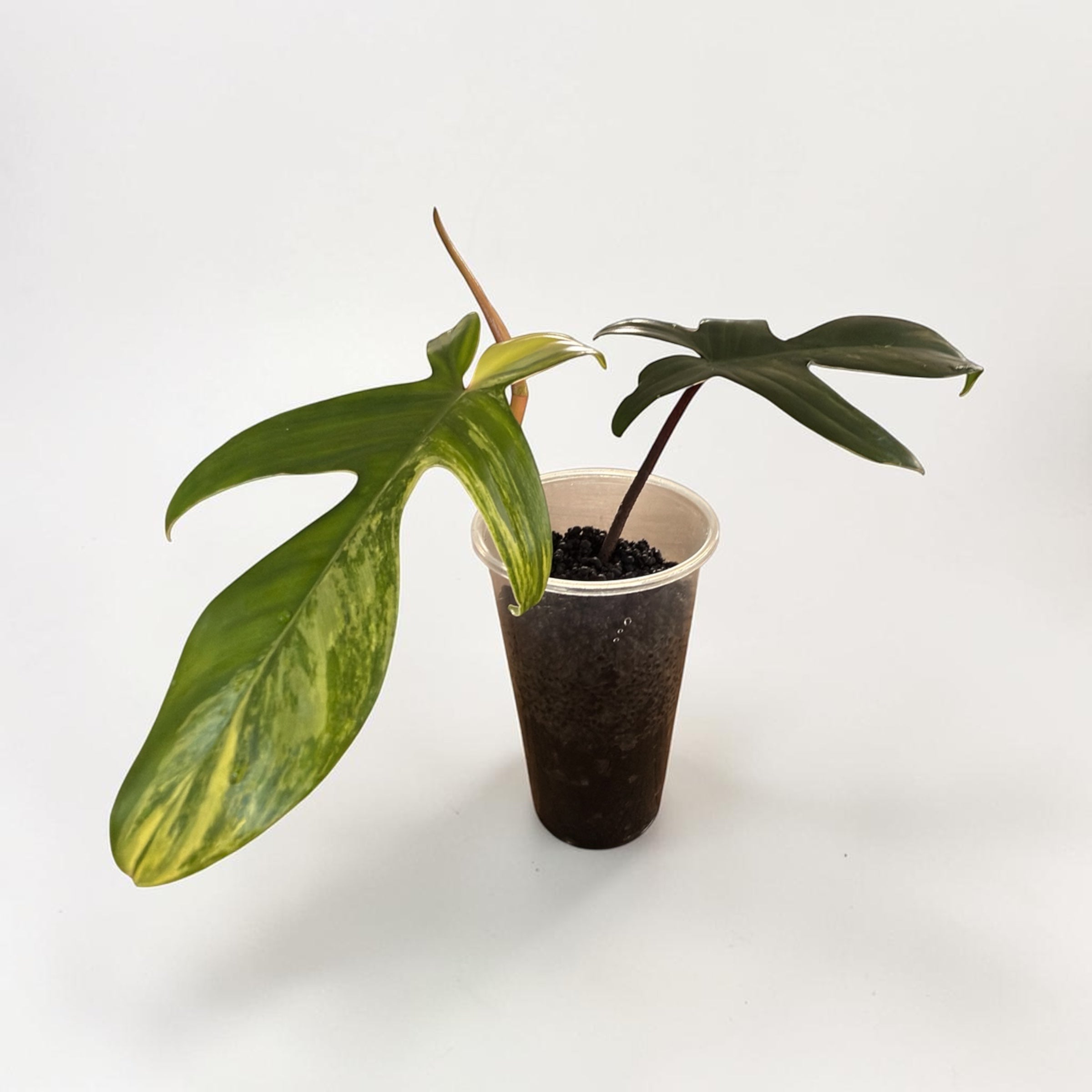 Philodendron Florida Beauty Sunrise