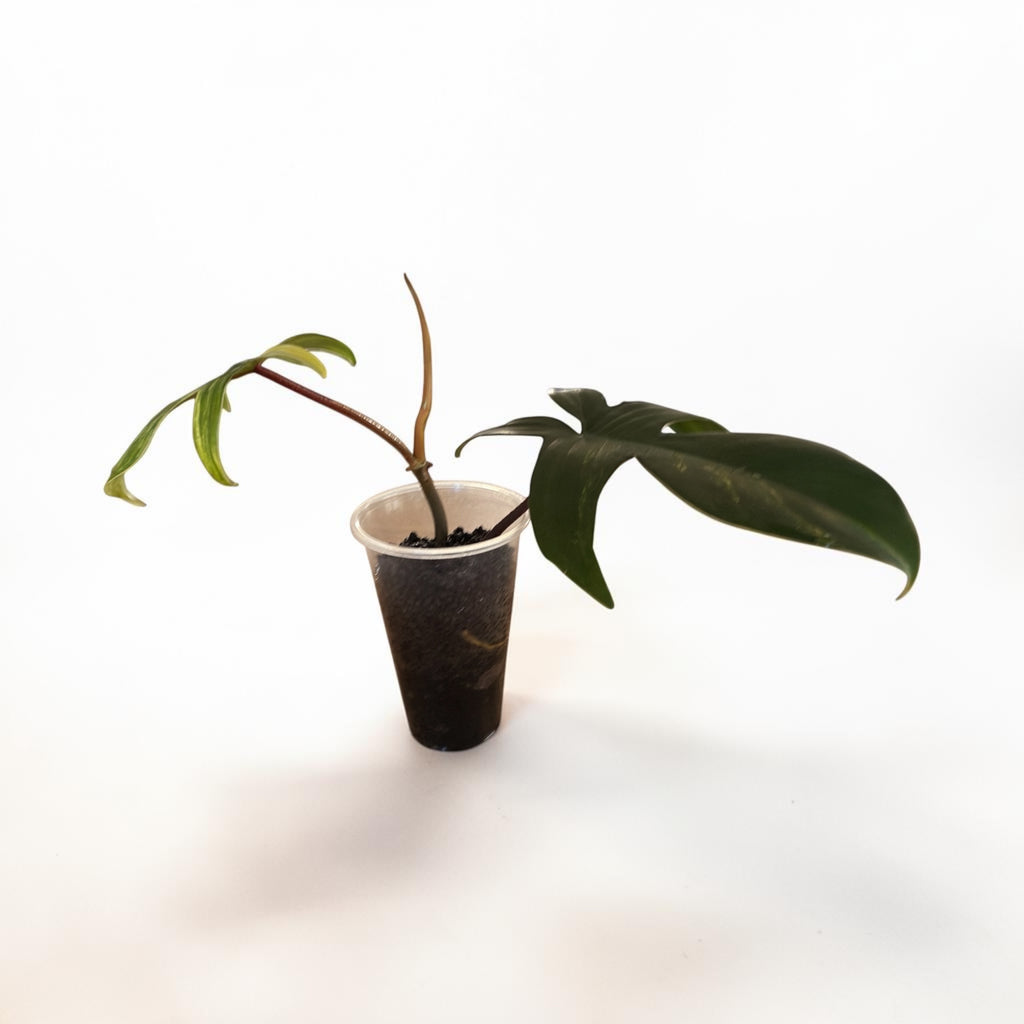Philodendron Florida Beauty Sunrise