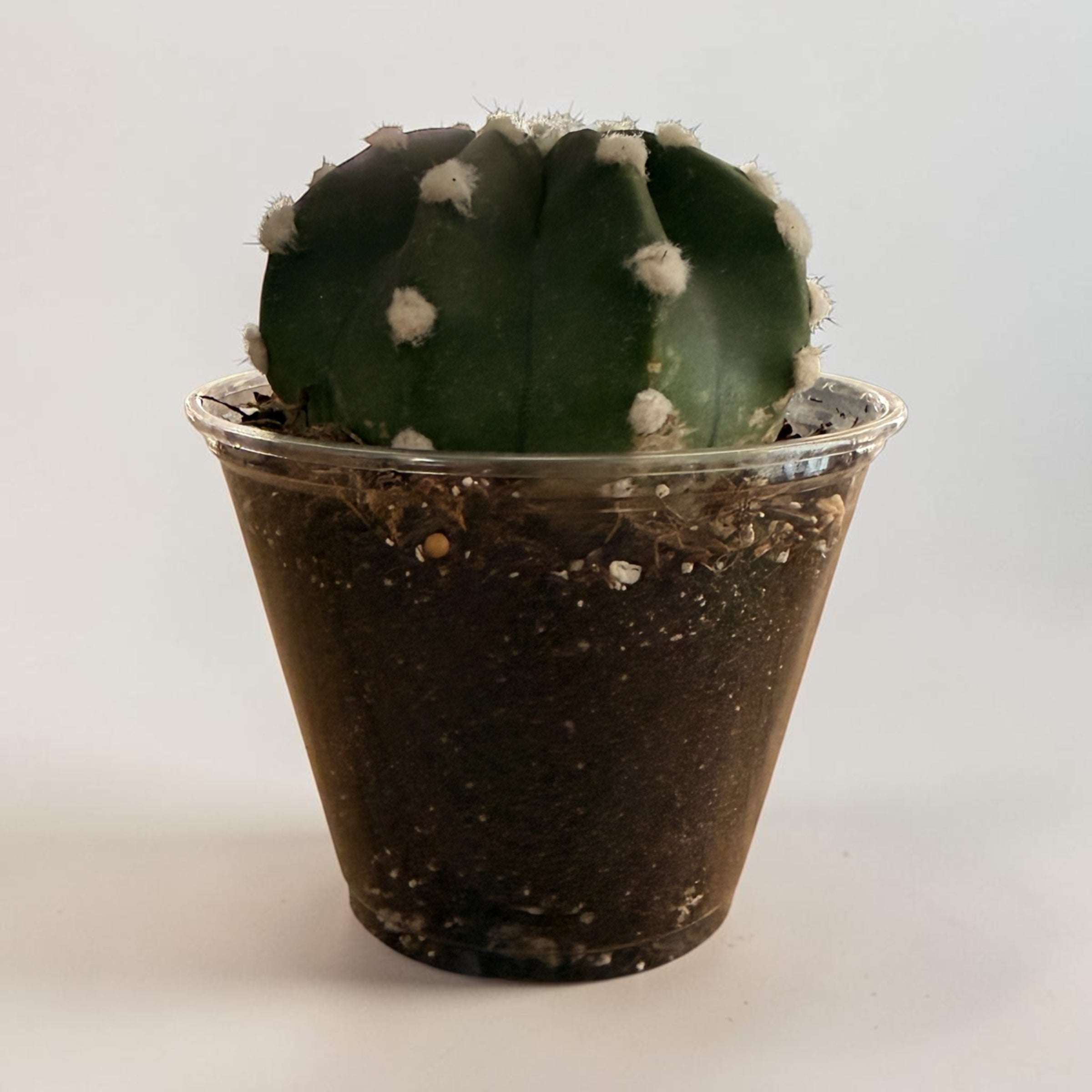 Echinopsis Ancistrophora