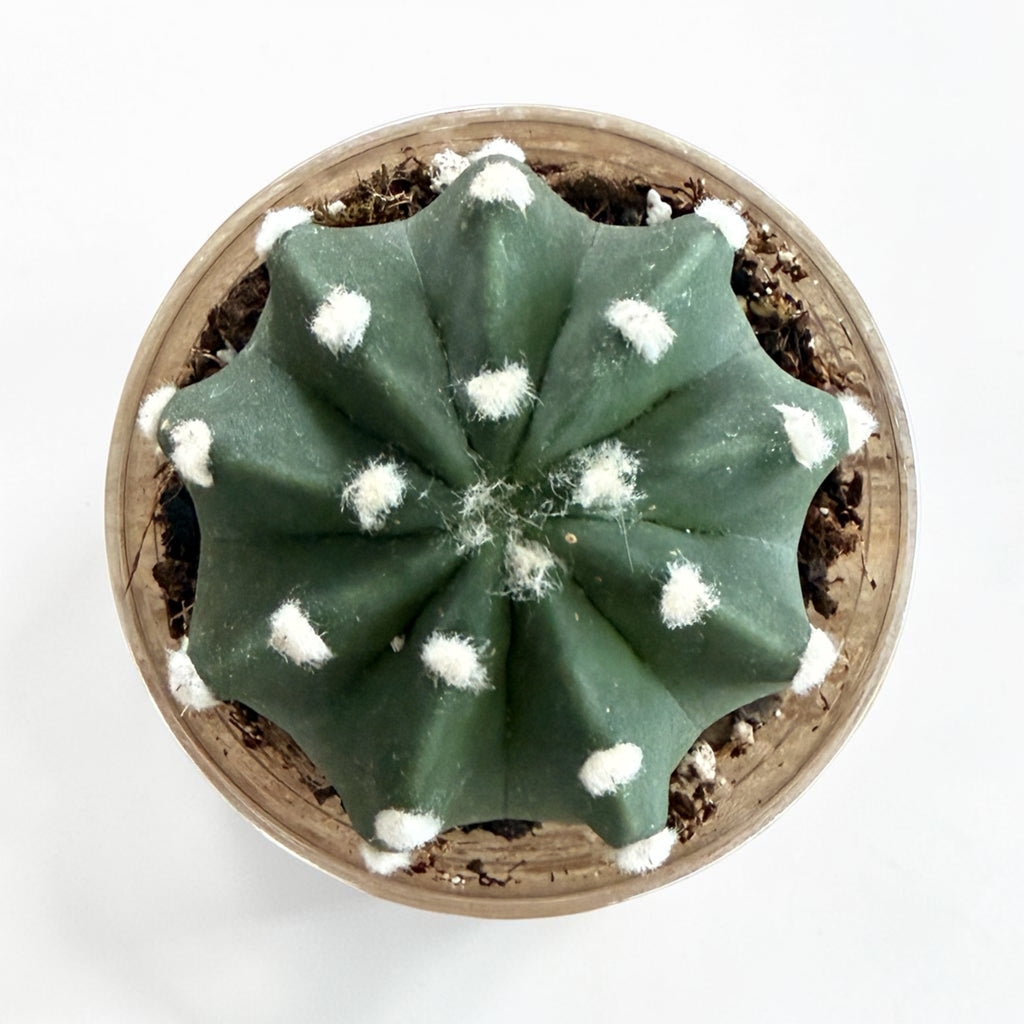 Echinopsis Ancistrophora