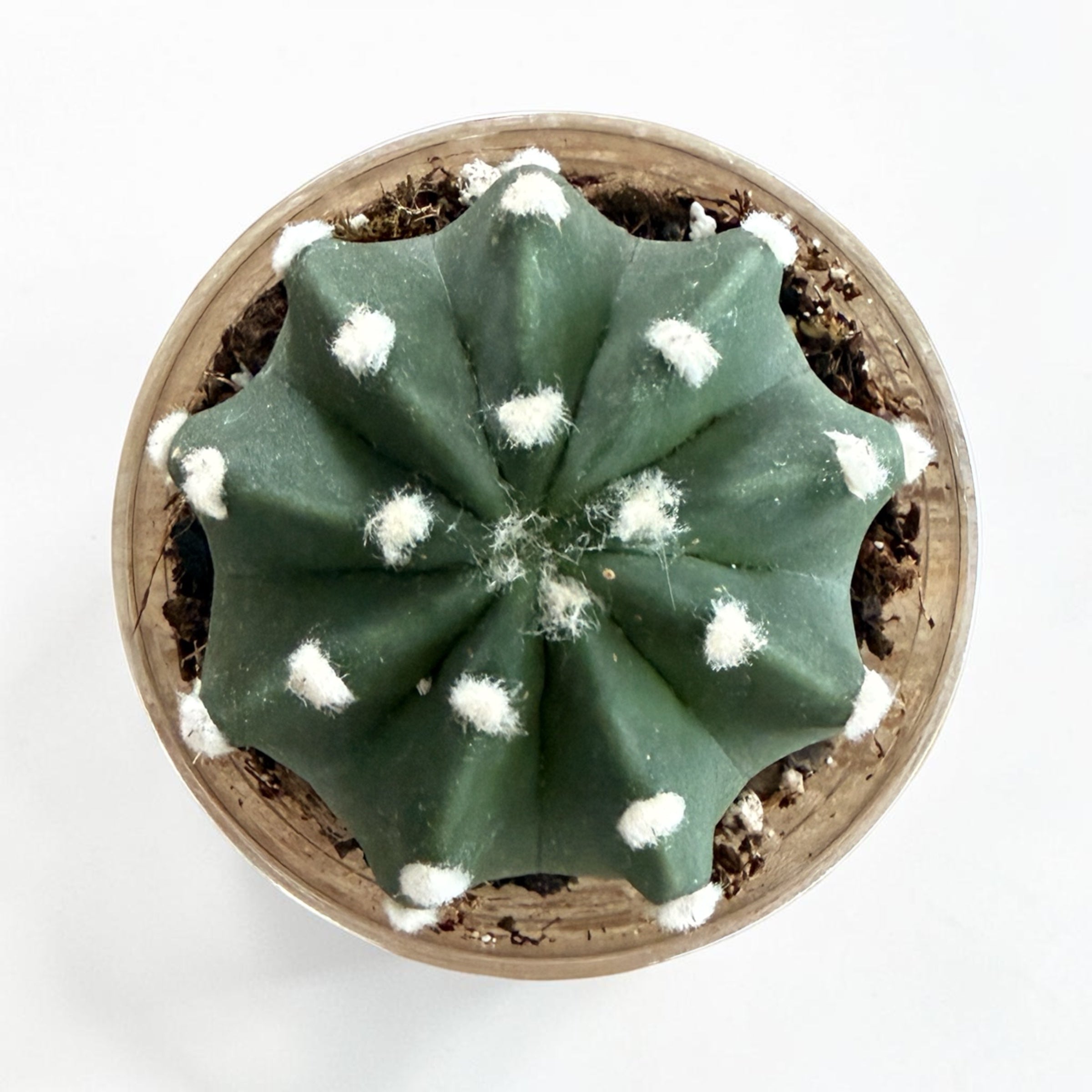 Echinopsis Ancistrophora