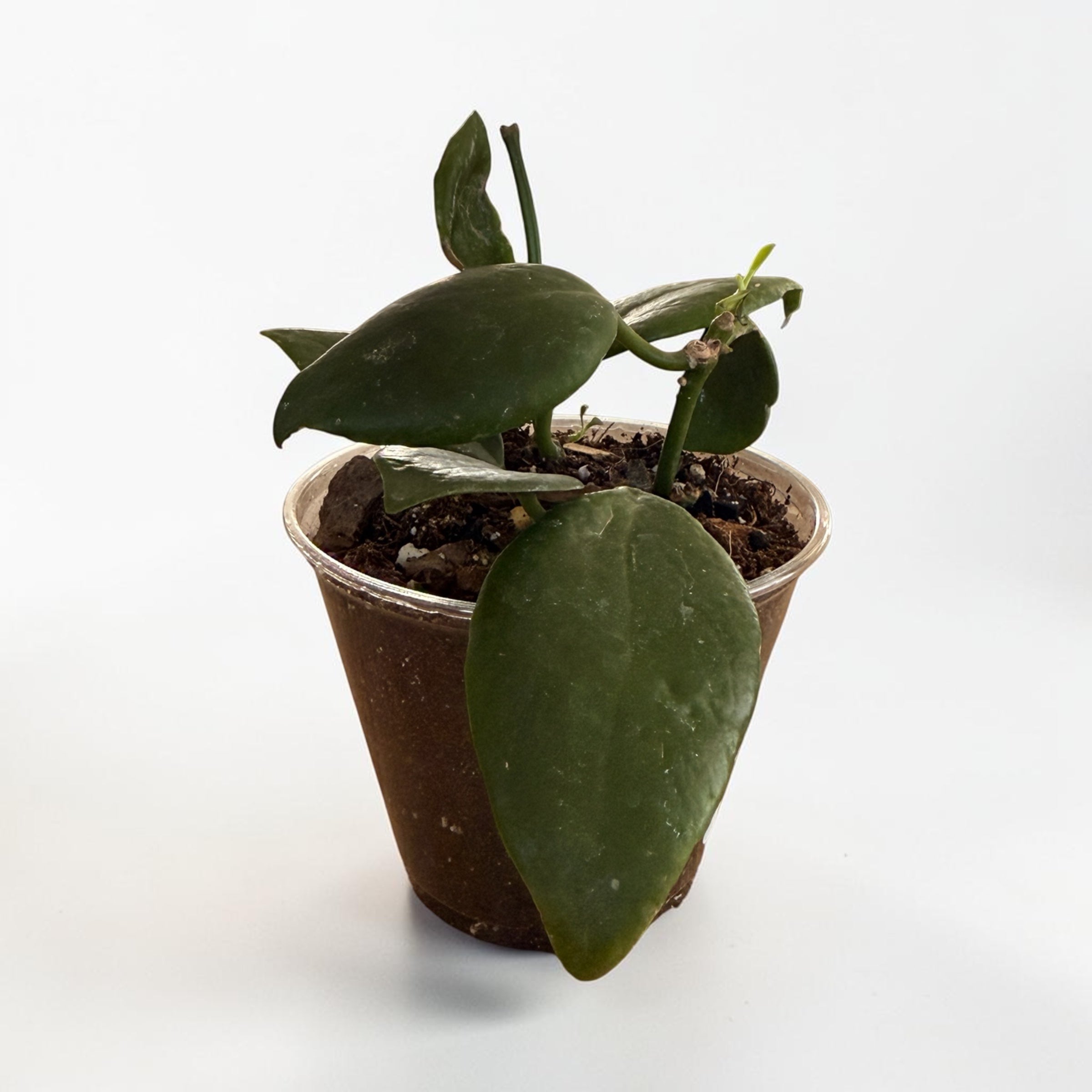 Hoya Diptera
