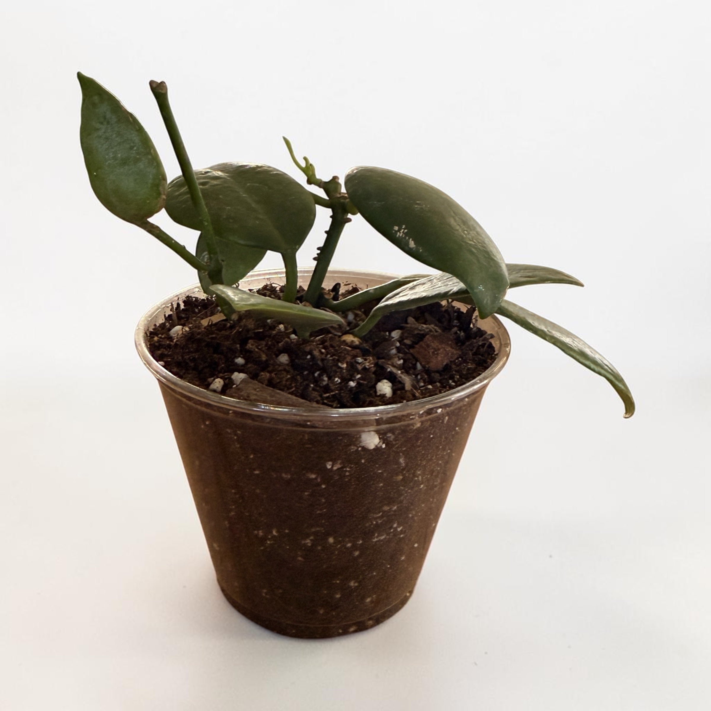 Hoya Diptera