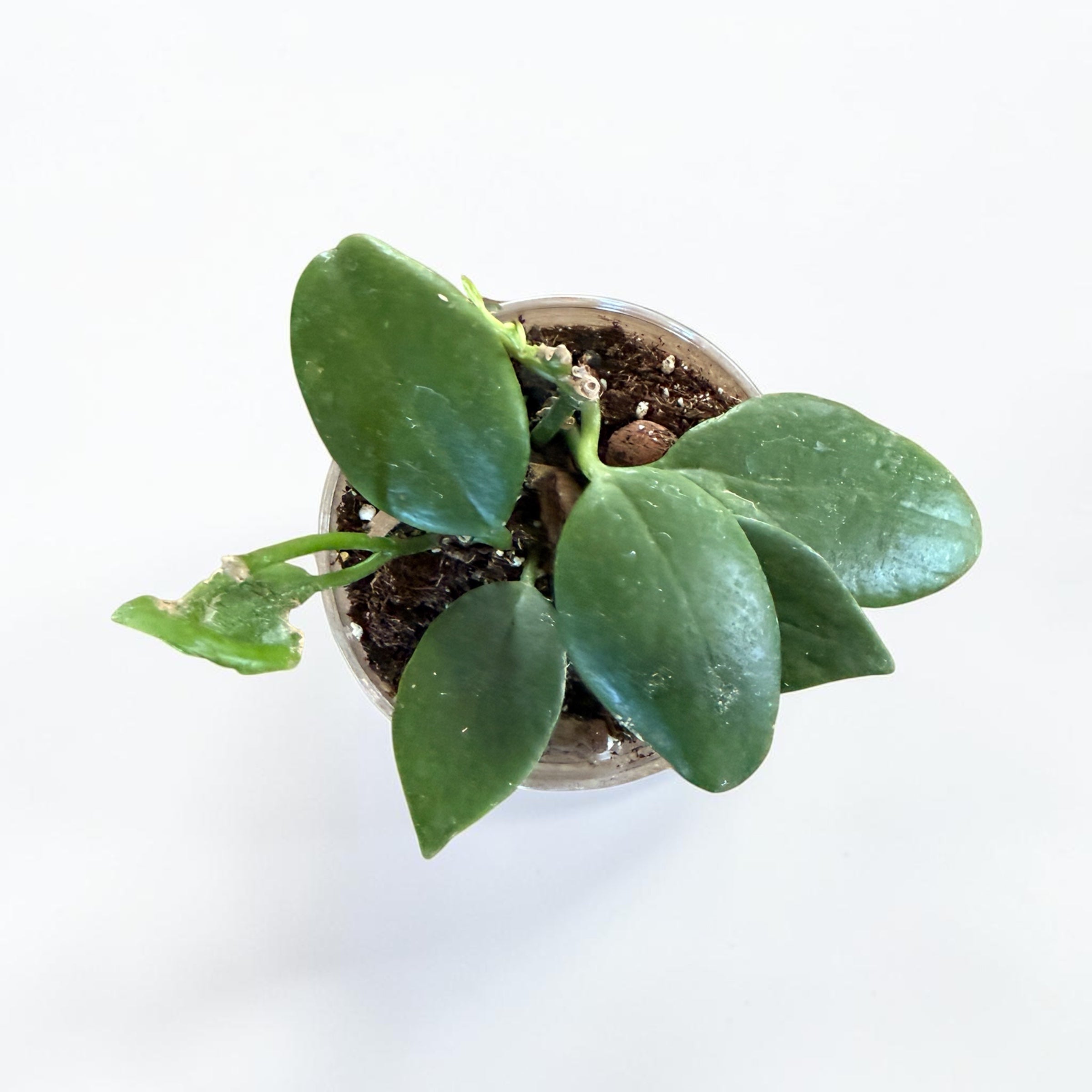 Hoya Diptera