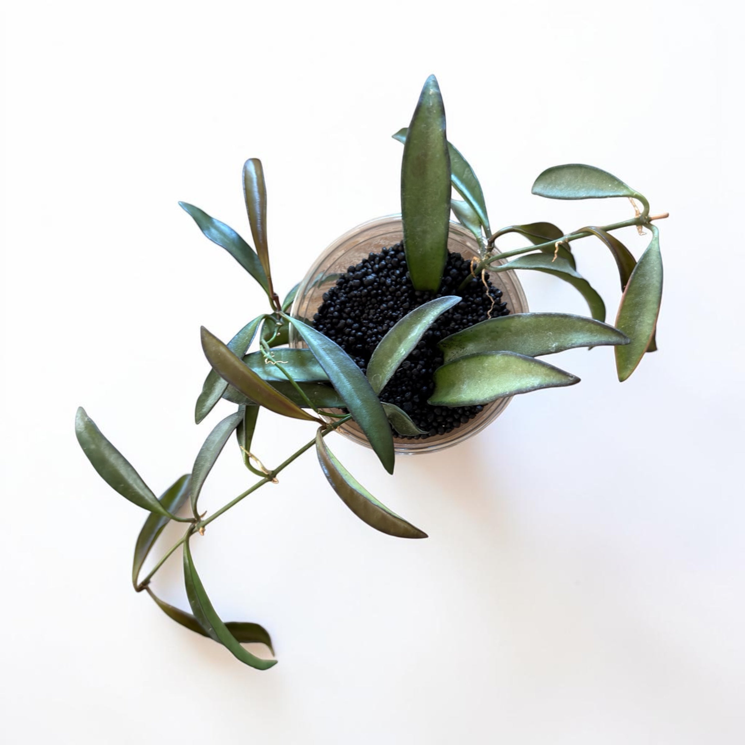 Hoya Wayetii
