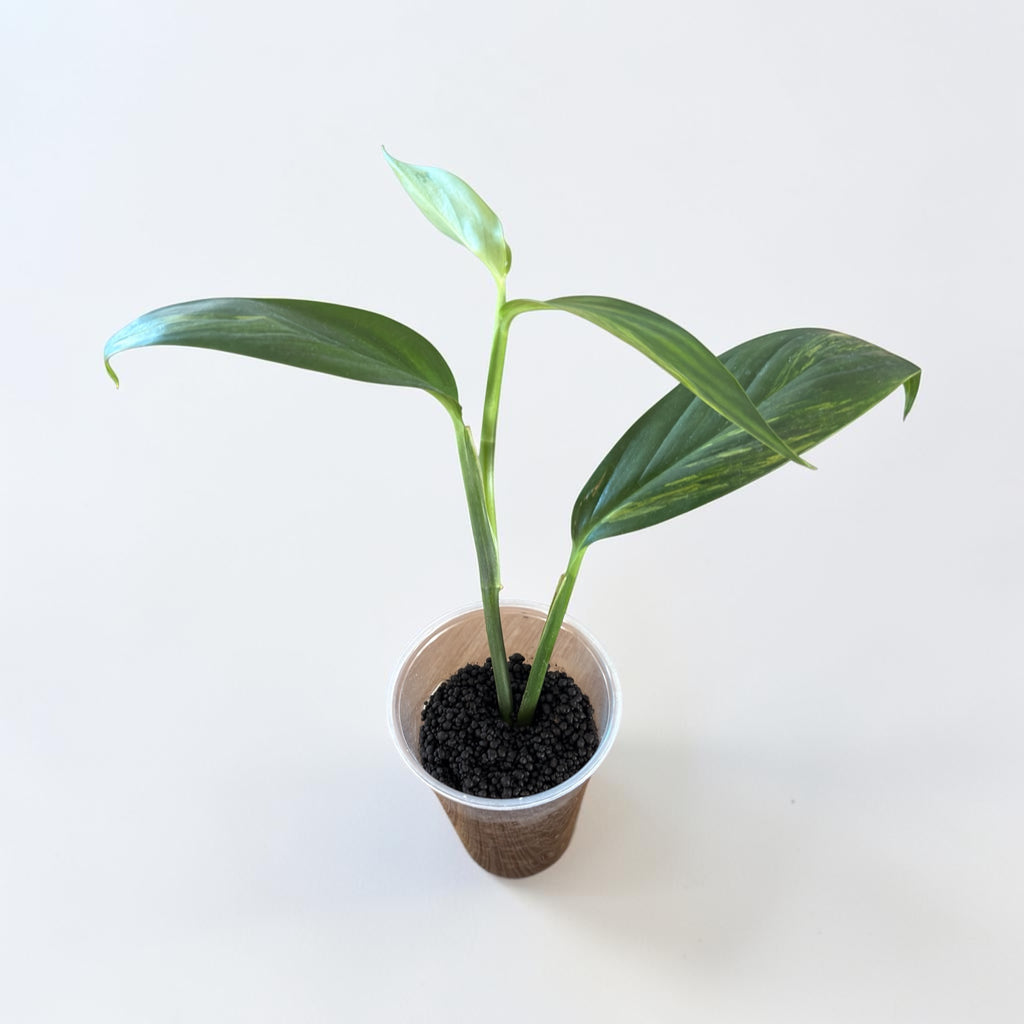 Variegated Epipremnum Amplissimum