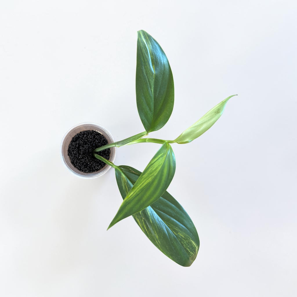 Variegated Epipremnum Amplissimum
