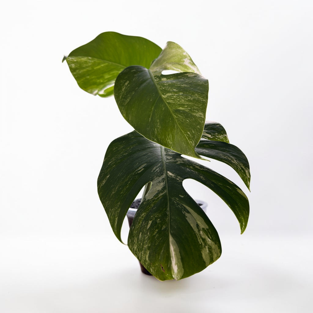 Monstera Albo — Rooted