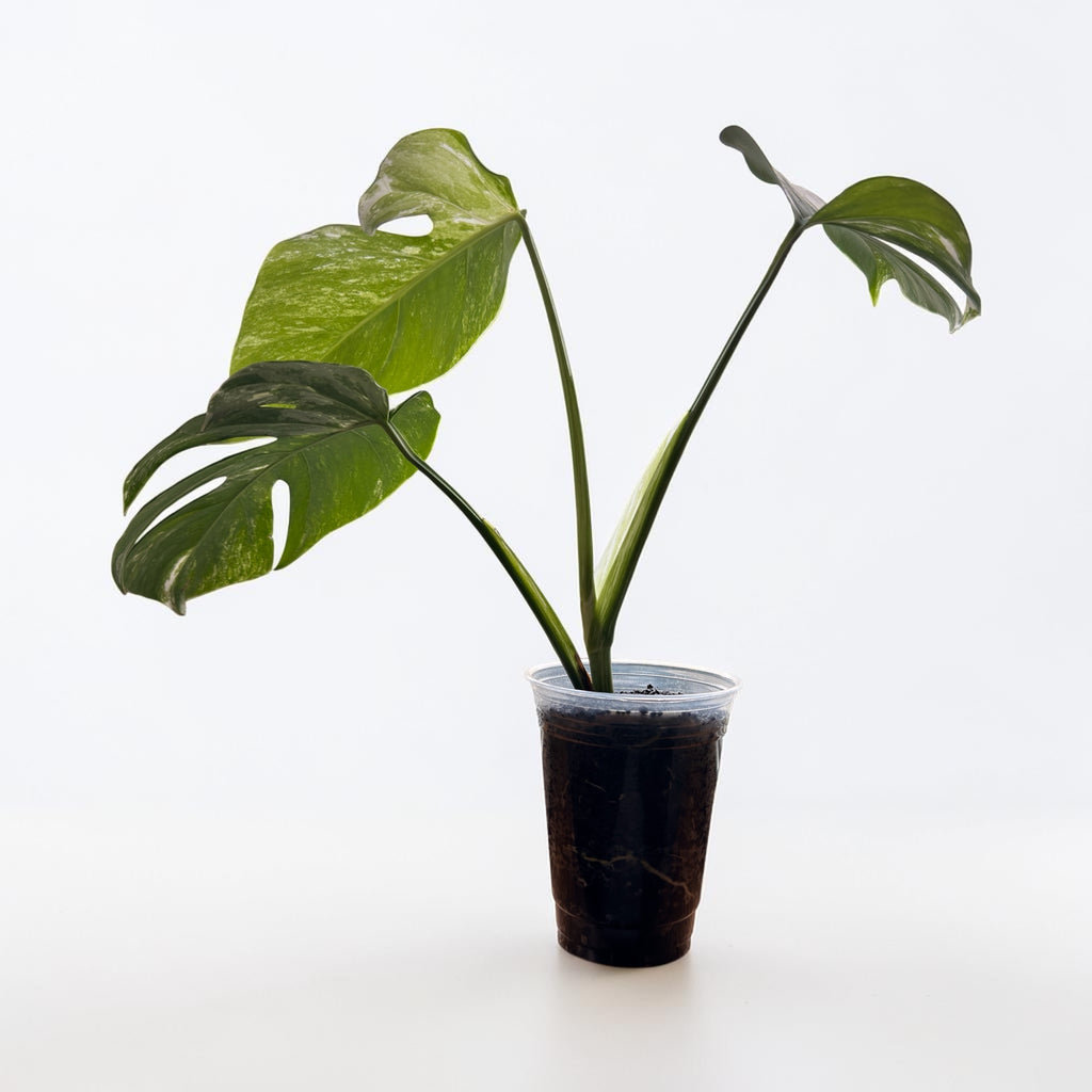 Monstera Albo — Rooted