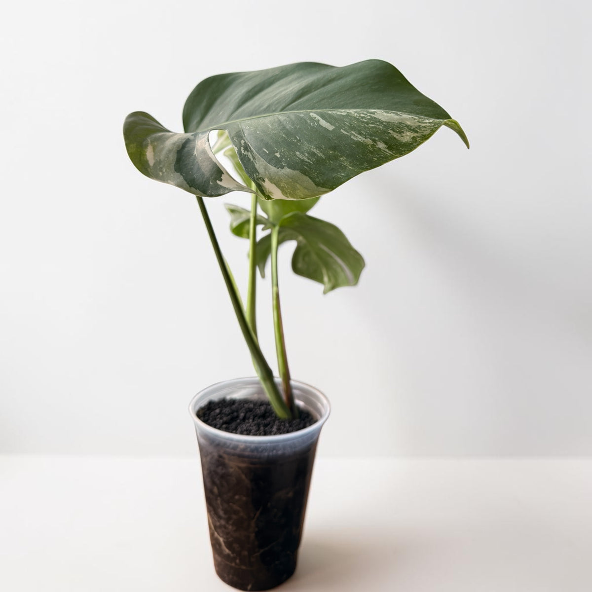 Monstera Albo — Rooted