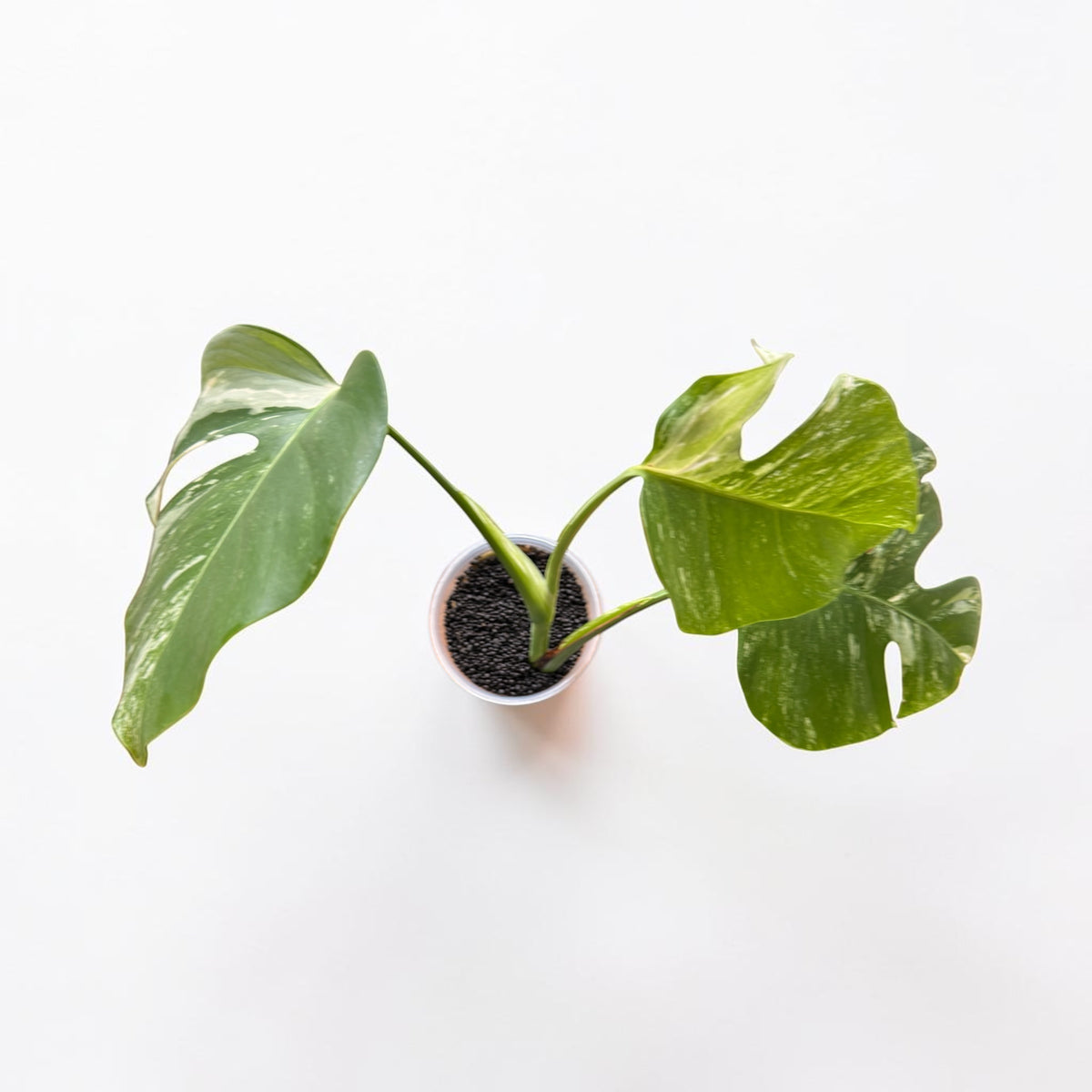 Monstera Albo — Rooted