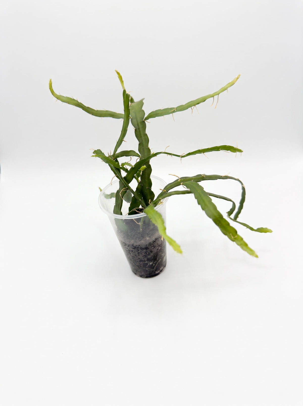 Ric Rac Cactus (Disocactus anthonyanus)