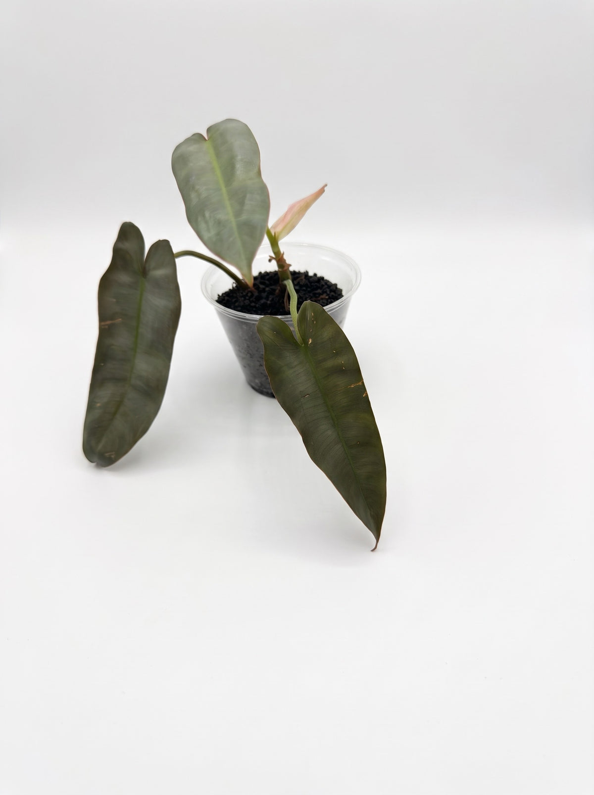 Philodendron Atabapoense — Starter
