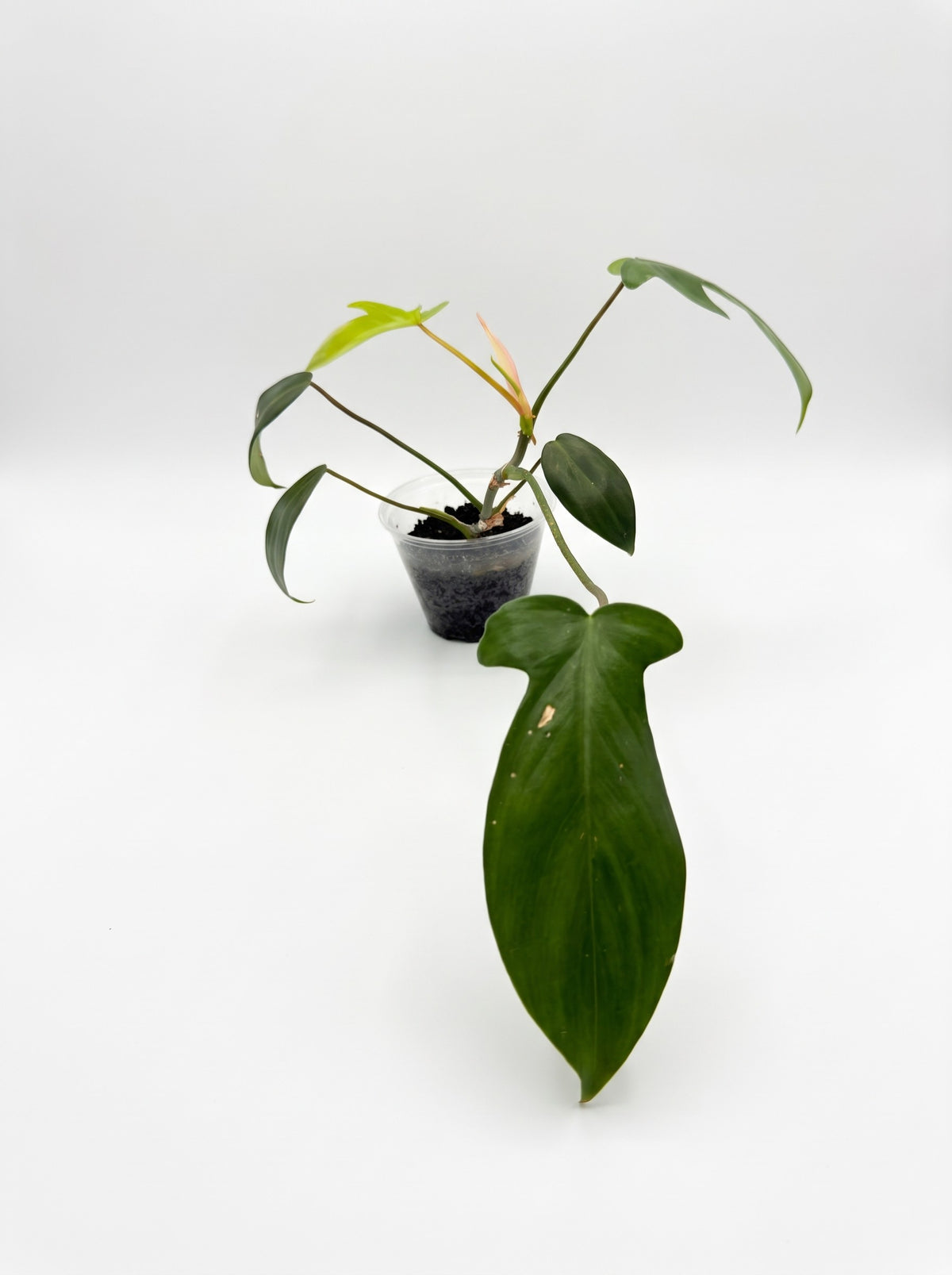 Philodendron Florida Green