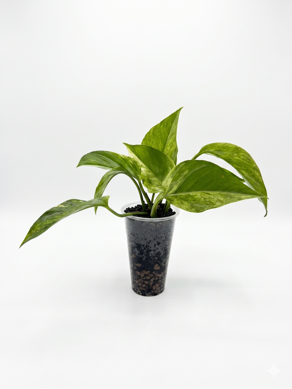 Marble Queen Pothos