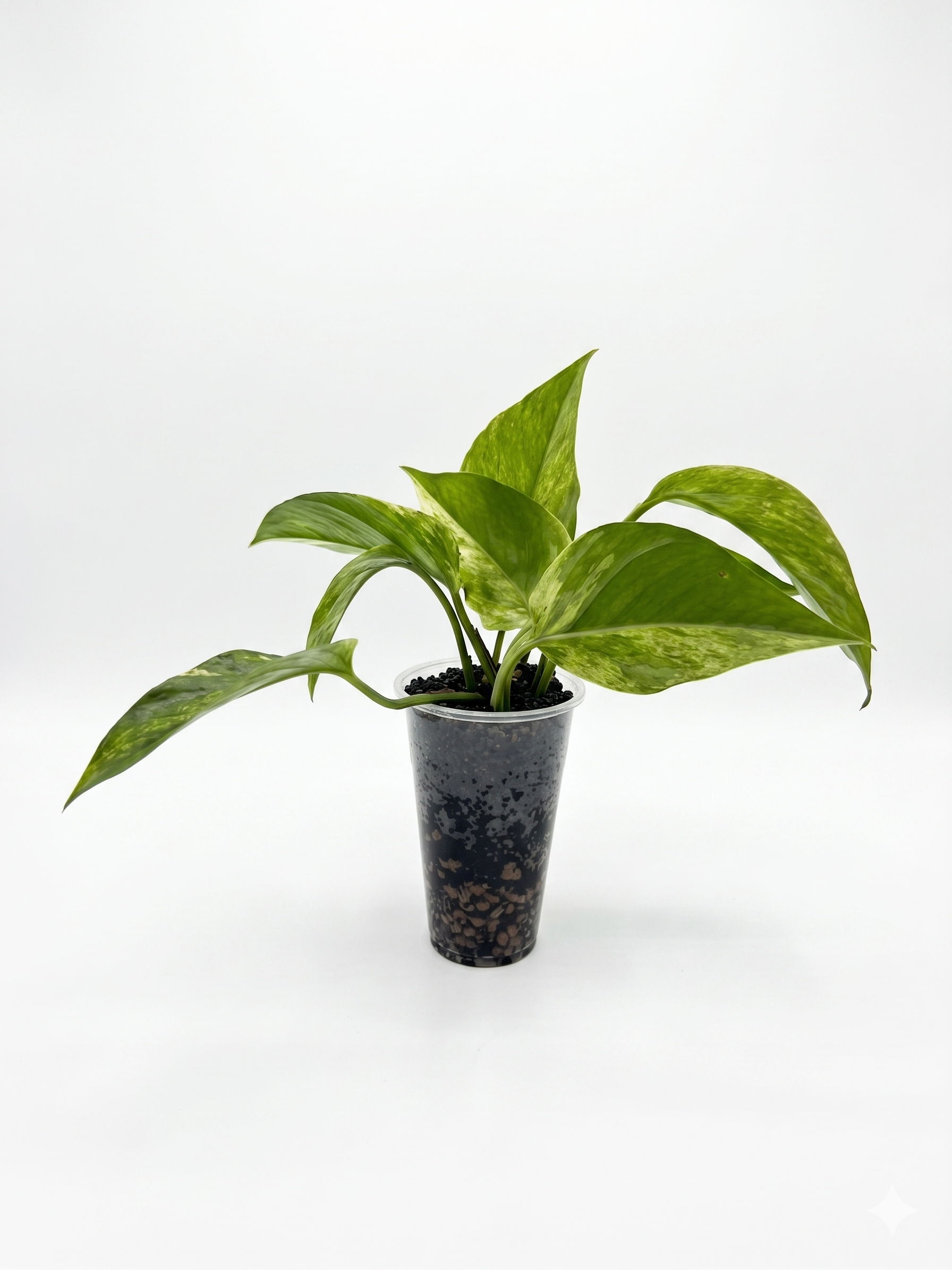 Marble Queen Pothos