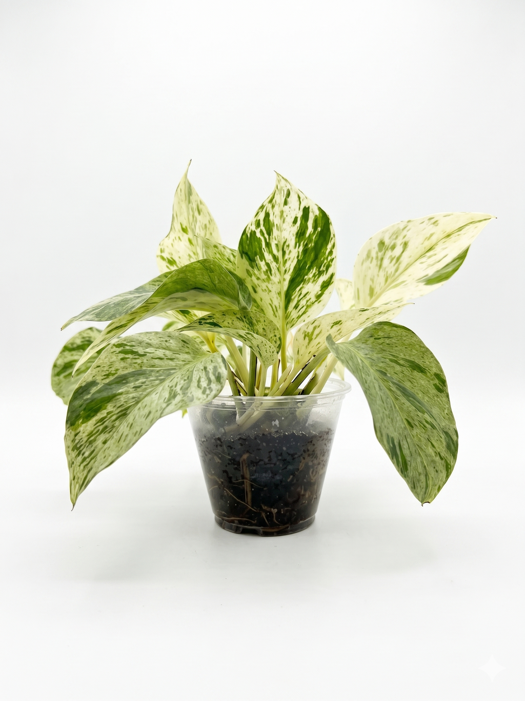 Marble Queen Pothos (High Variegation) 4"
