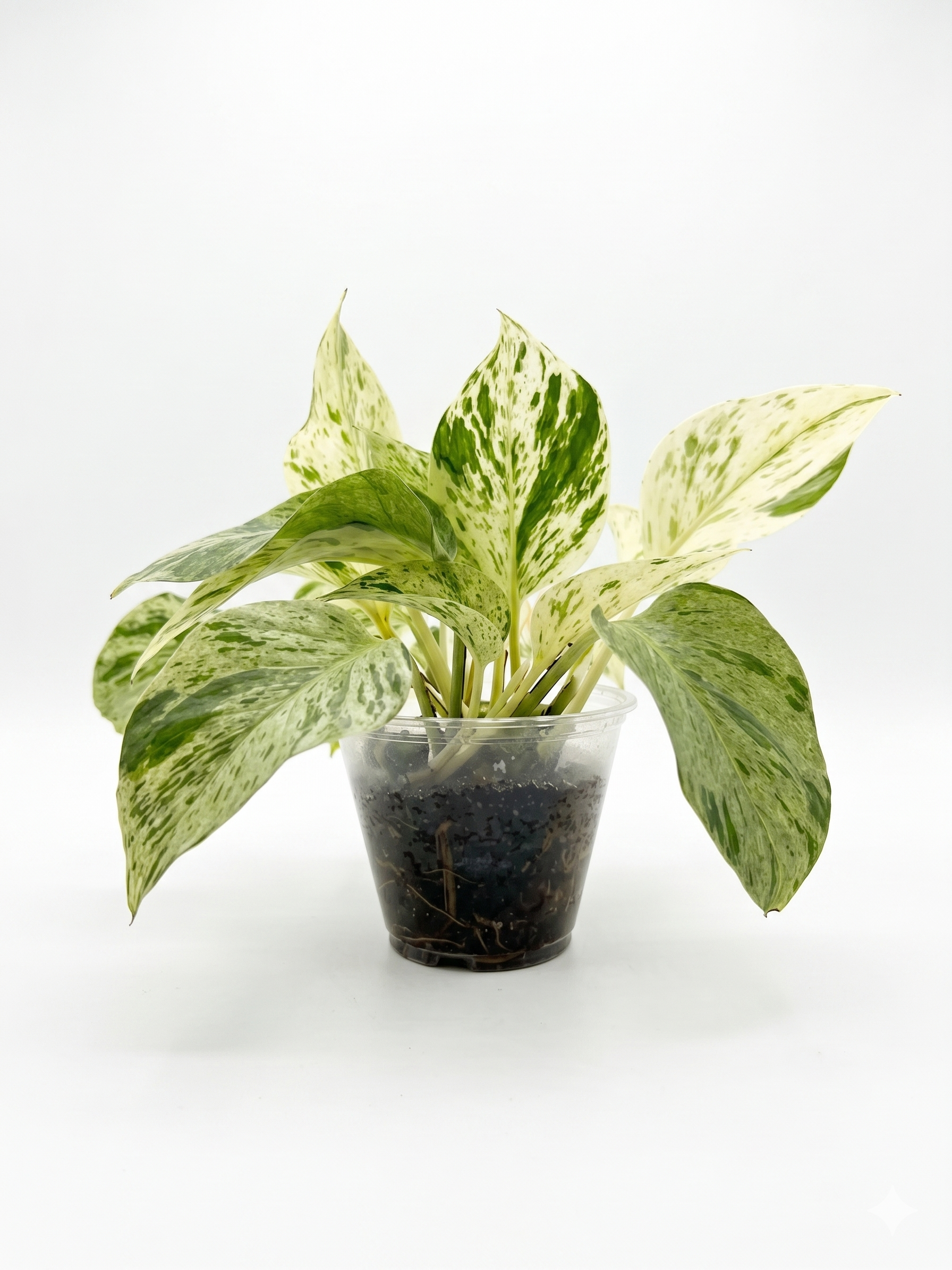 Marble Queen Pothos (High Variegation) 4"