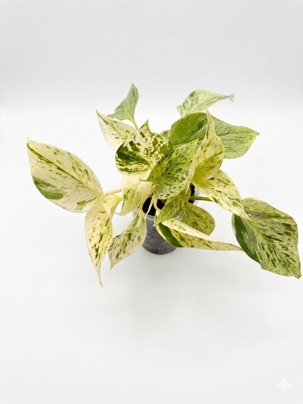 Marble Queen Pothos (High Variegation) 4"