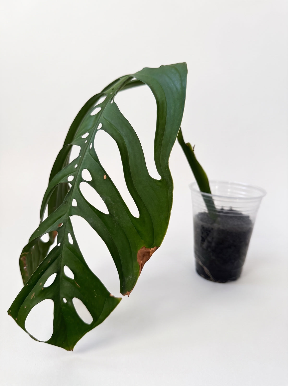Monstera Esqueleto with a large fenestrated leaf arching over a clear cup of Fluval Stratum, on a white background