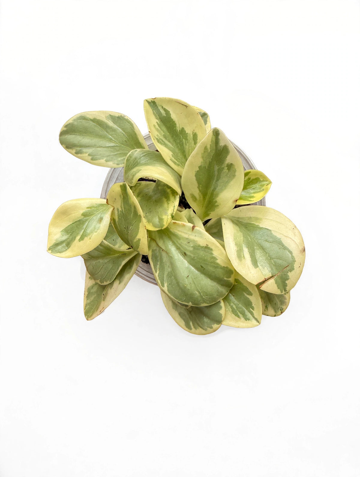 Peperomia Obtusifolia Variegata, top-down view of full variegated rosette