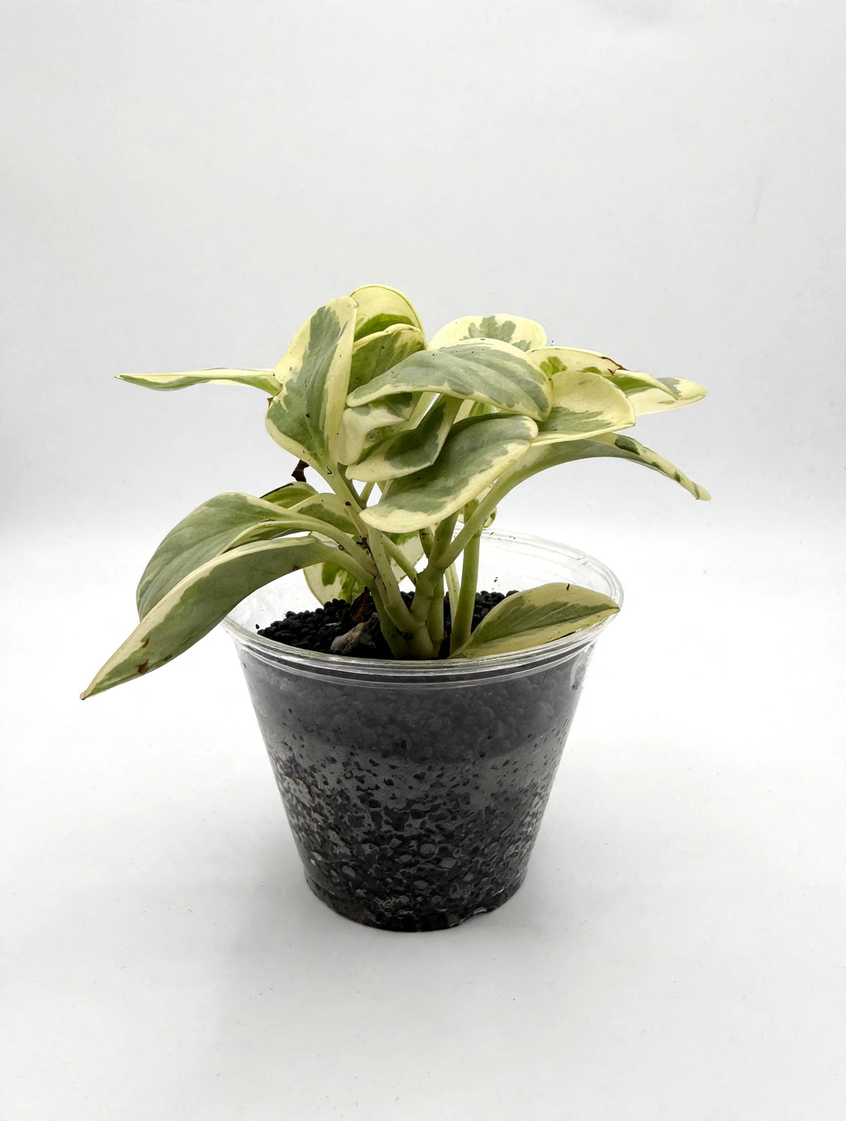 Peperomia Obtusifolia Variegata in nursery cup
