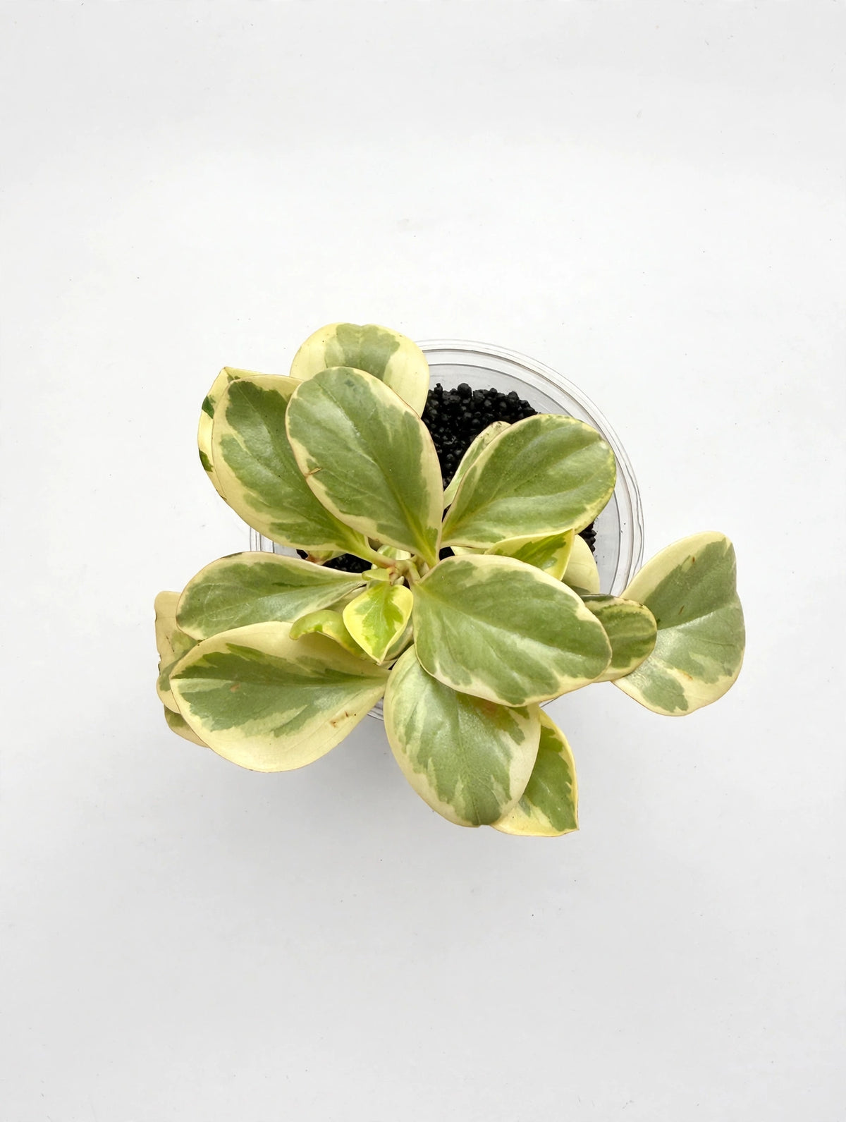 Peperomia Obtusifolia Variegata starter, side view in nursery pot