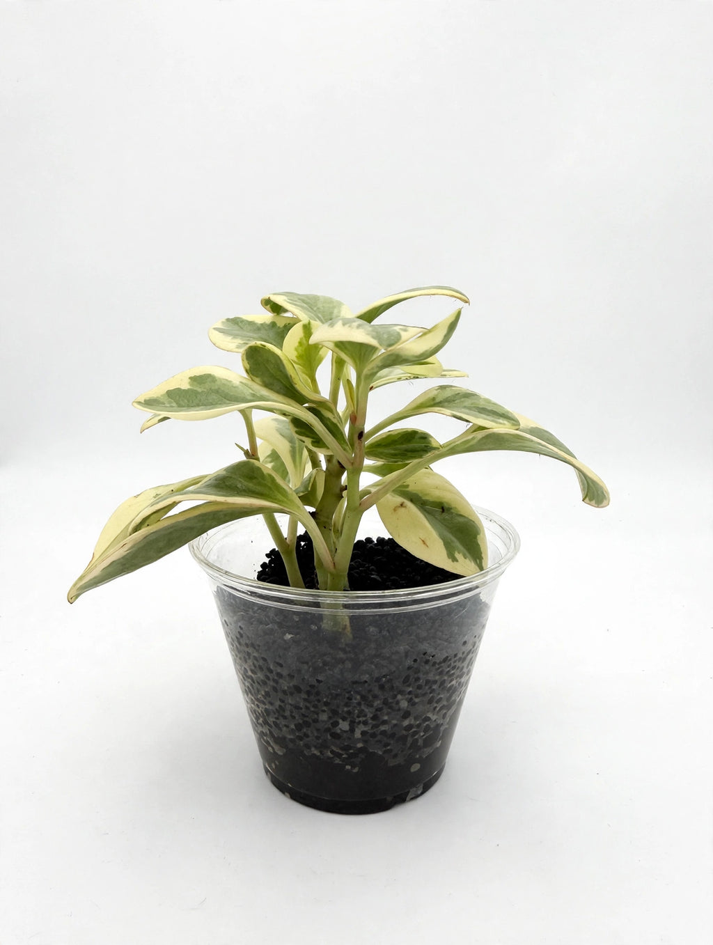 Peperomia Obtusifolia Variegata starter in cup