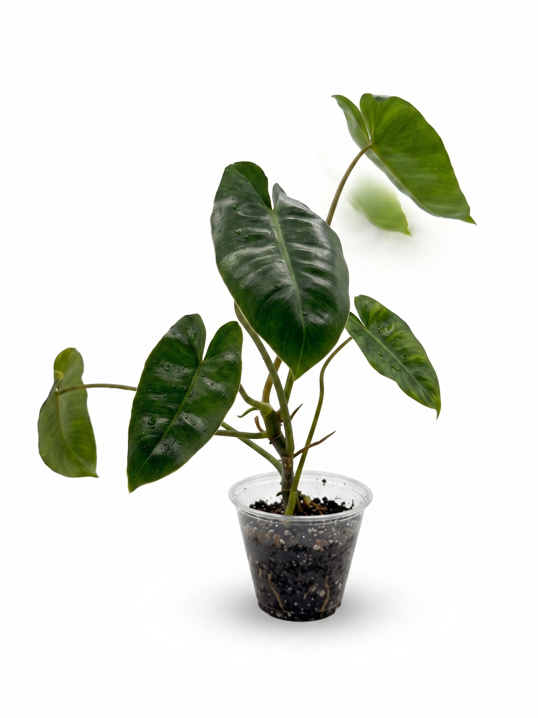 Philodendron Burle Marx 4"