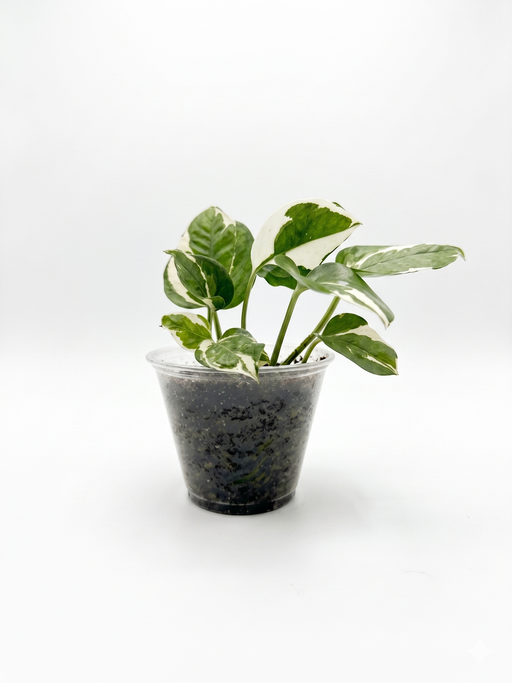 Pothos N'Joy 4"