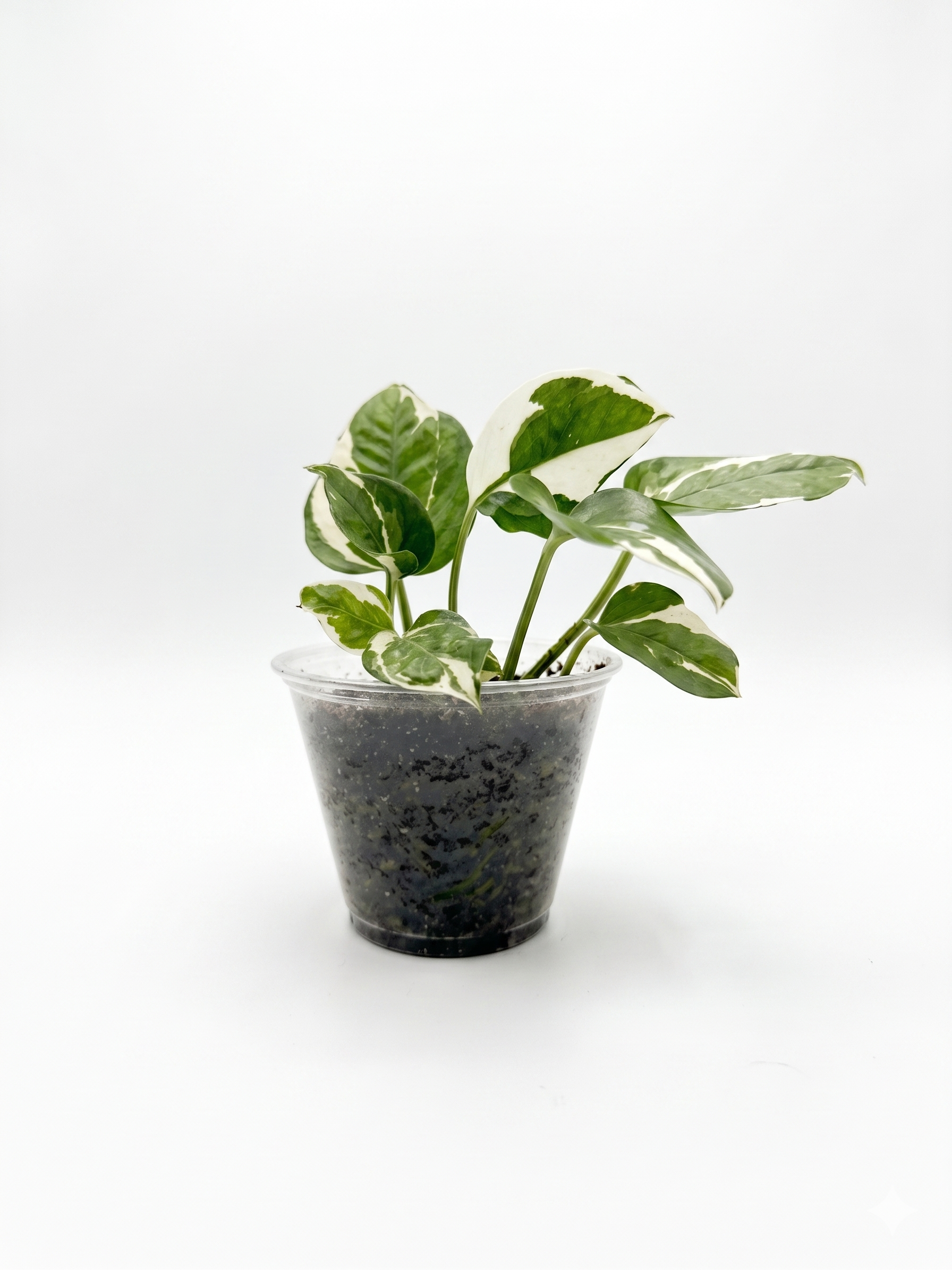 Pothos N'Joy 4"