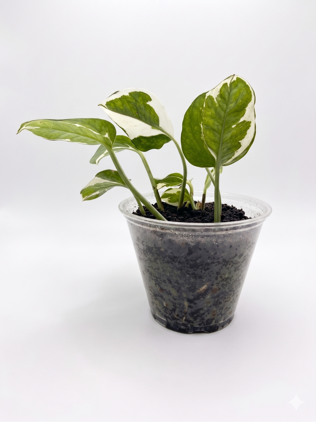 Pothos N'Joy 4"