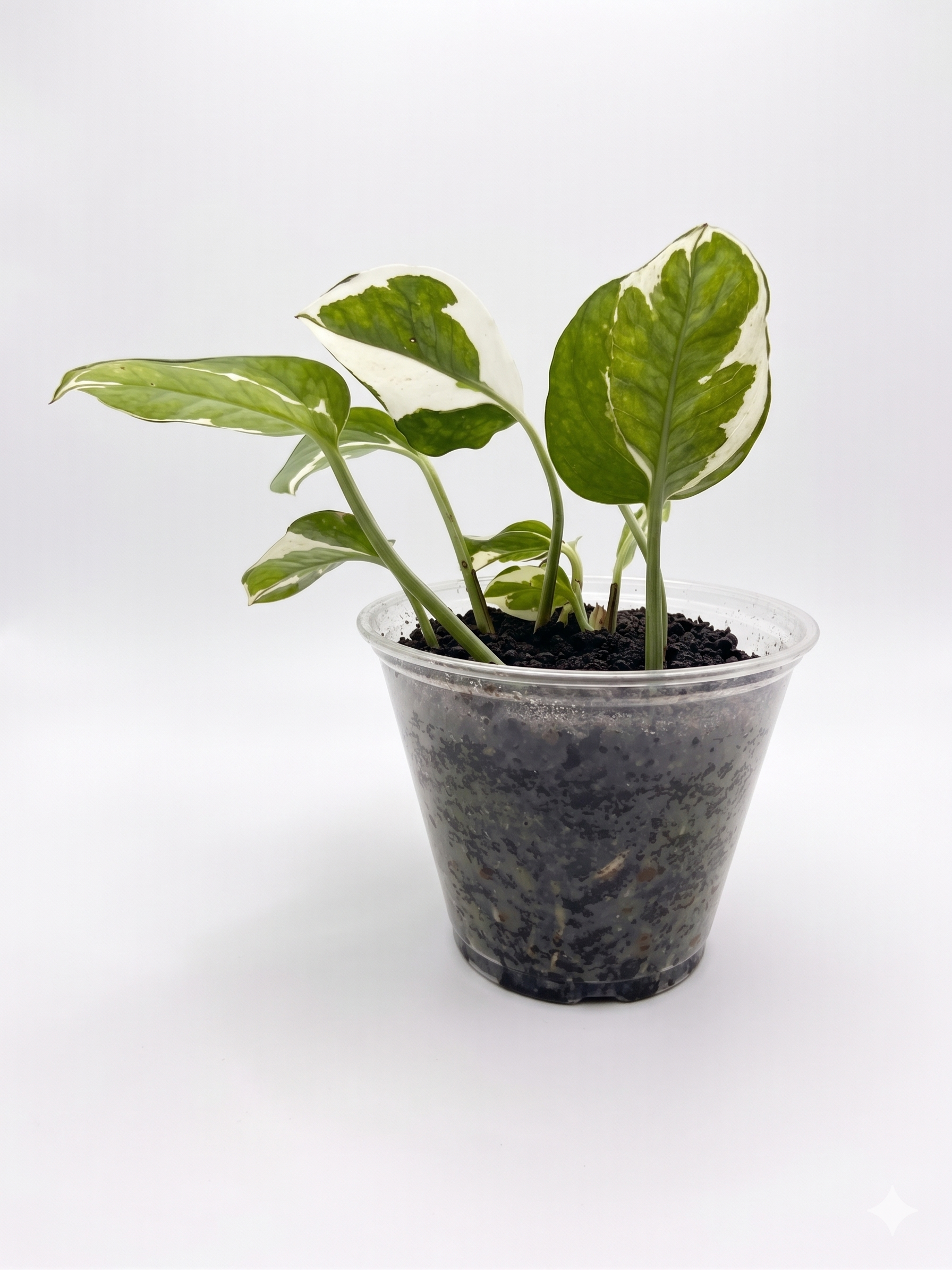 Pothos N'Joy 4"