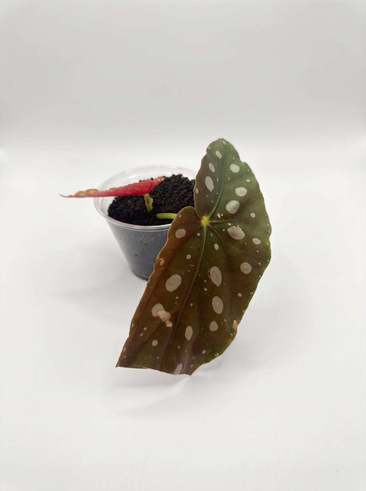 Begonia maculata with a large silver-spotted leaf and a new red leaf unfurling in a clear cup, on a white background